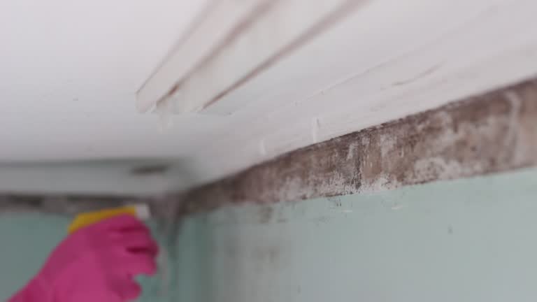 Dehumidification Services in Flower Mound, TX